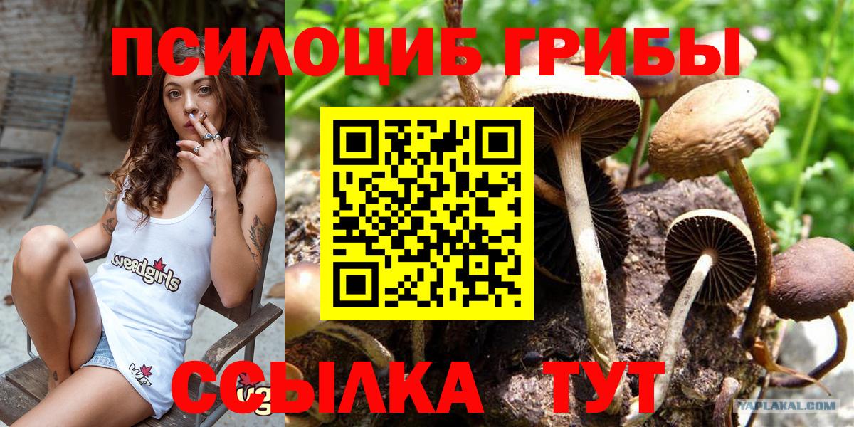 Галлюциногенные грибы Cubensis Майкоп